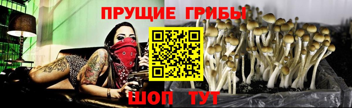 Галлюциногенные грибы GOLDEN TEACHER Северобайкальск